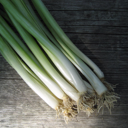 Evergreen Scallion