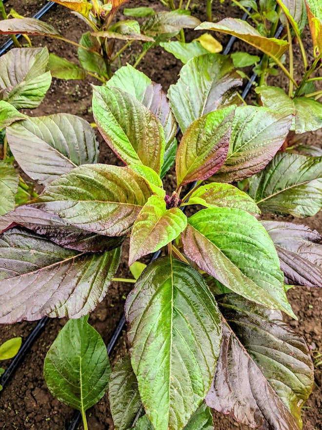 New Mexico Amaranth