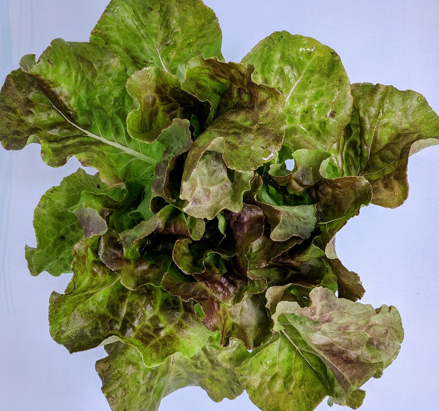 Pirat Lettuce