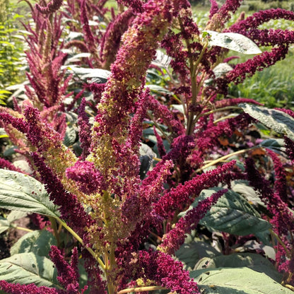 New Mexico Amaranth