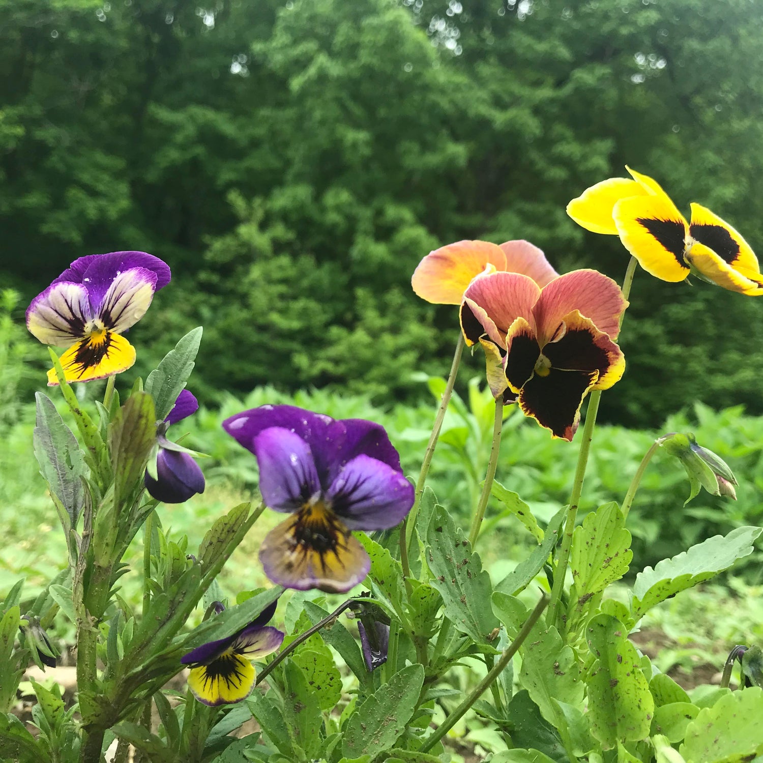 Pansy Mix Seedlings