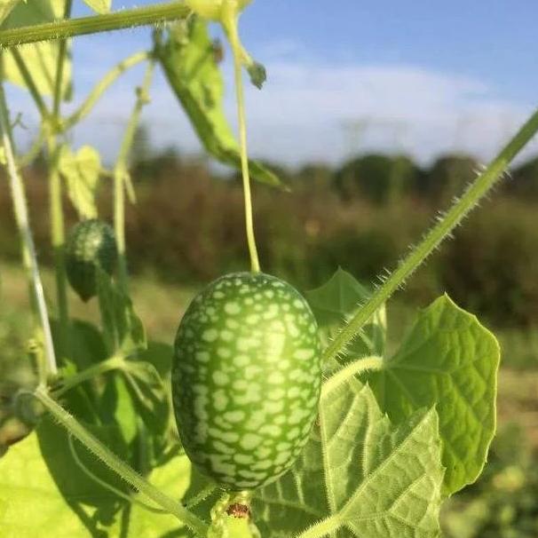 Mexican Sour Gherkin Seedlings