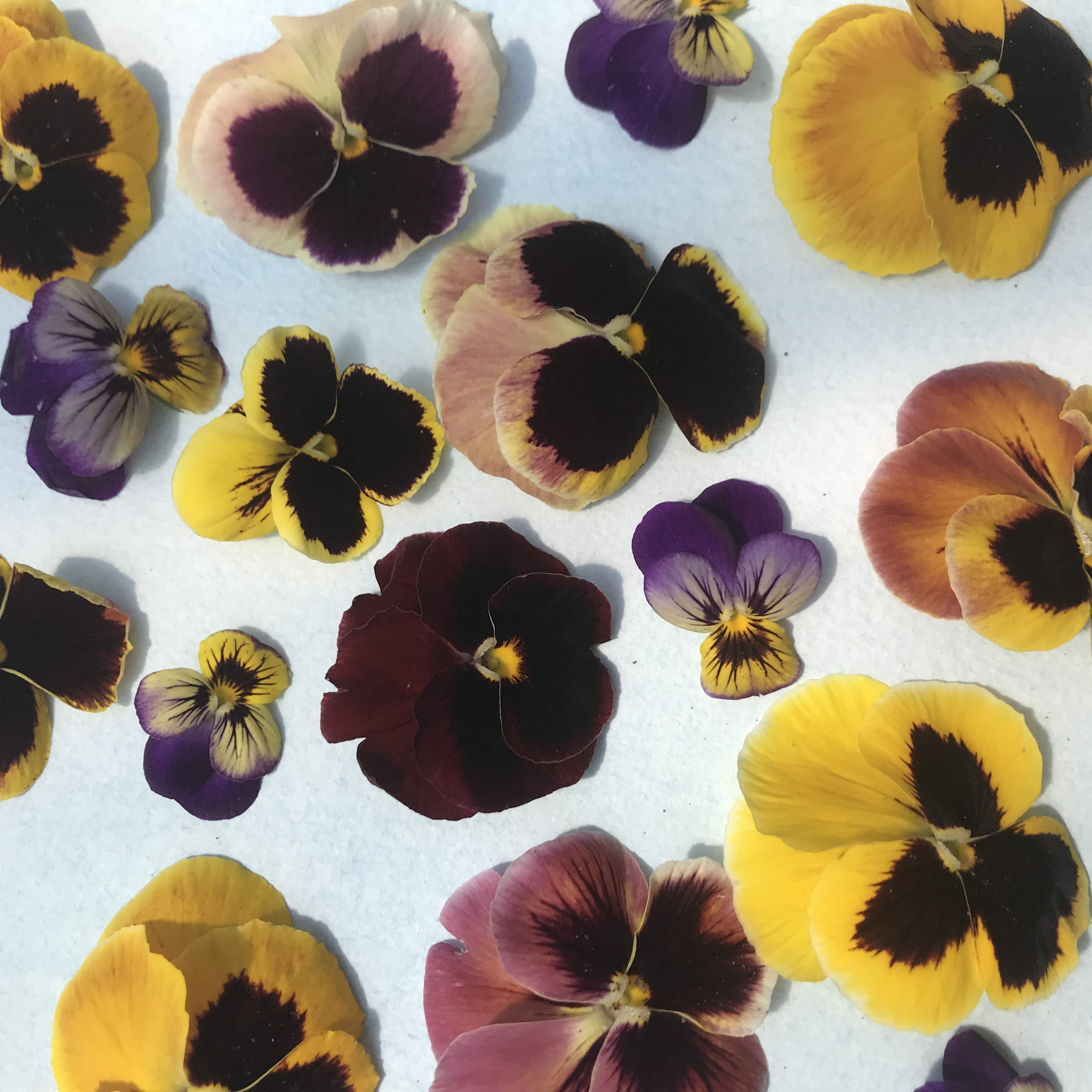 Pansy Mix Seedlings