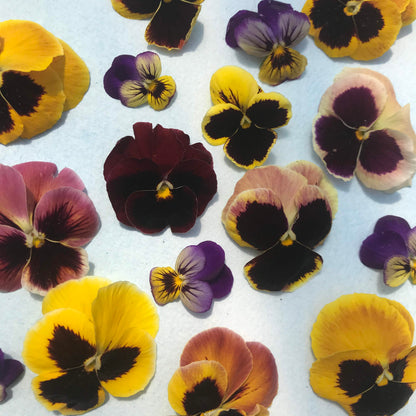 Pansy Mix Seedlings