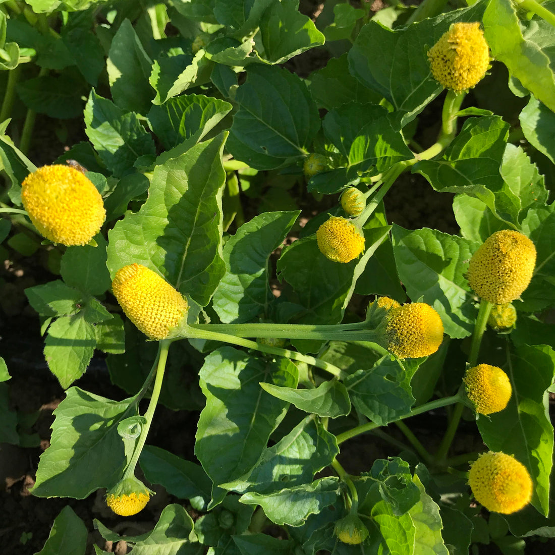 Spilanthes Seedlings