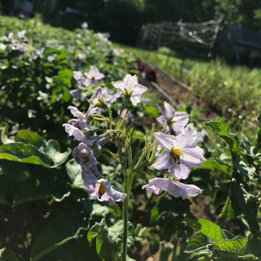 Huckleberry Gold Potato