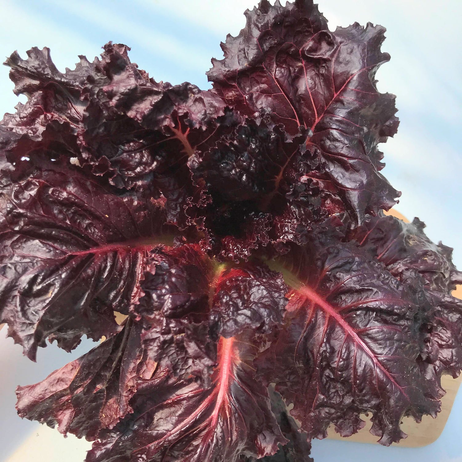 Merlot Lettuce