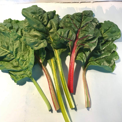 Rainbow Chard Seedlings