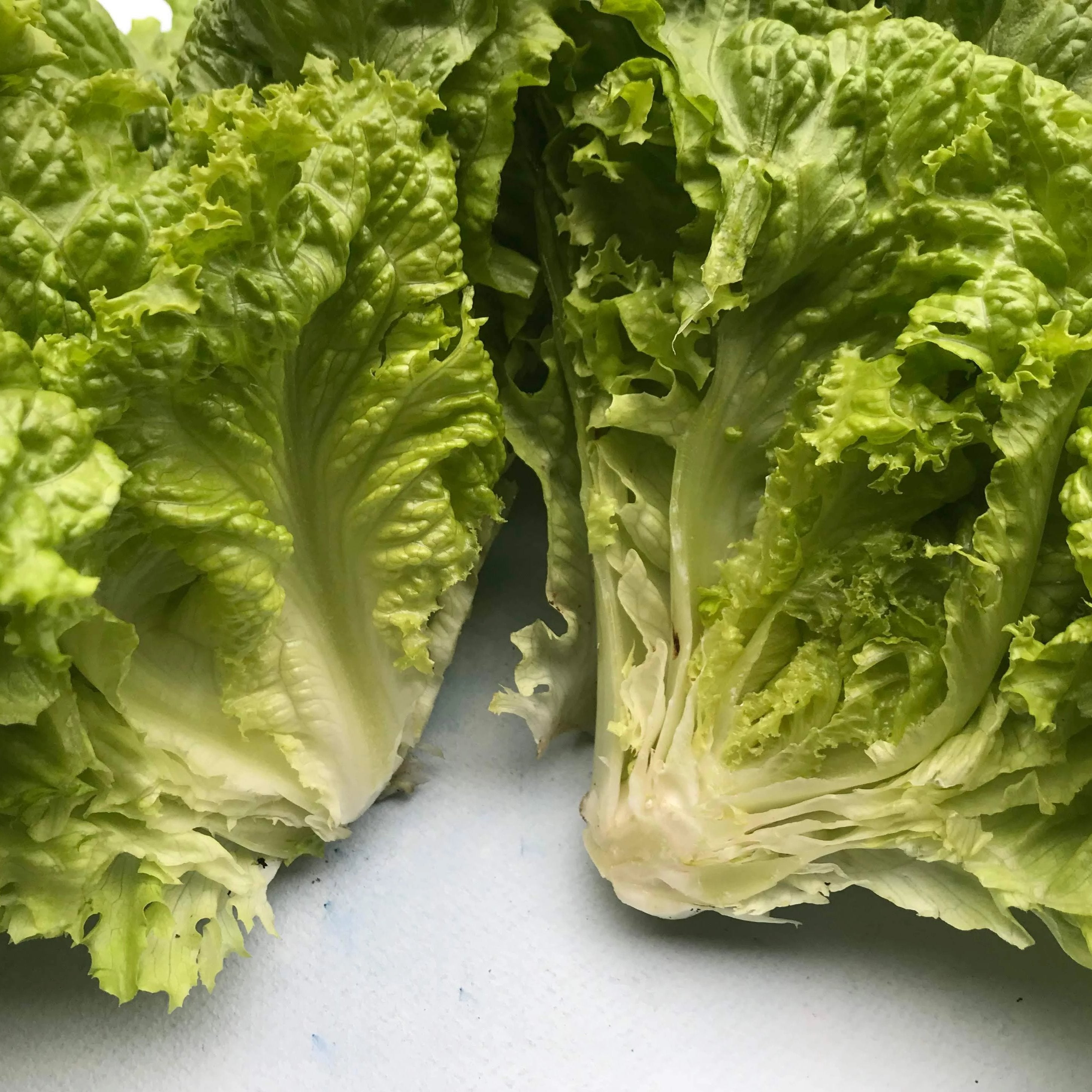 Black Seeded Simpson Lettuce Seedlings