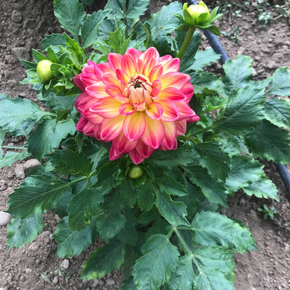 Half Pint Dahlia Tuber