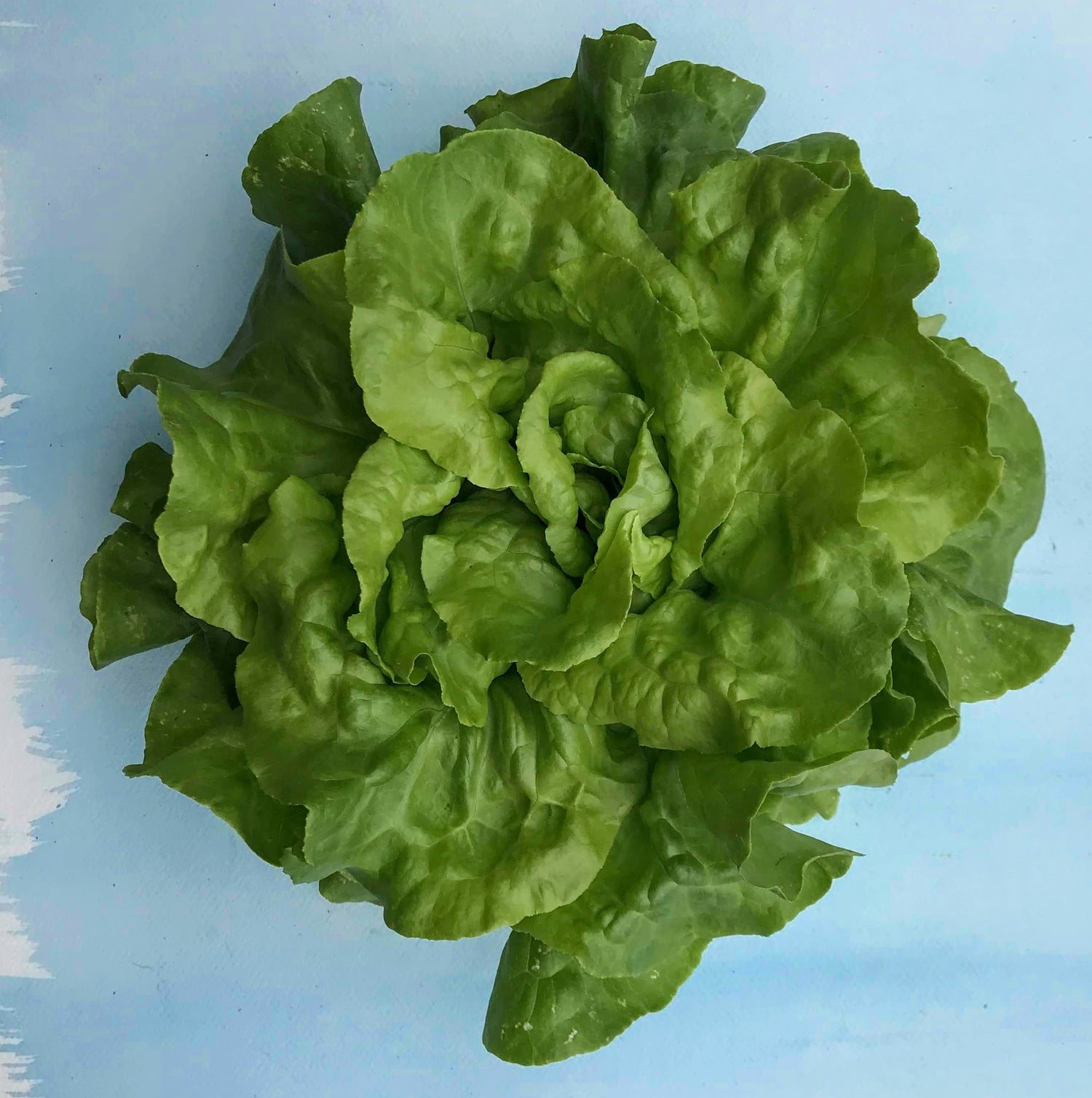 Buttercrunch Bibb Lettuce