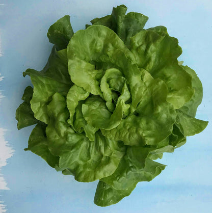 Buttercrunch Bibb Lettuce Seedling