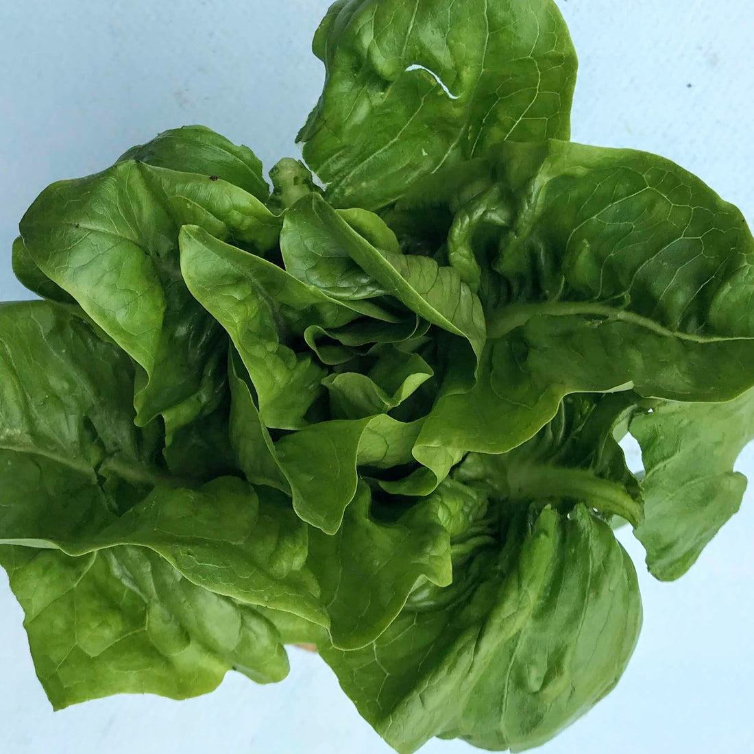 Amish Deer Tongue Lettuce