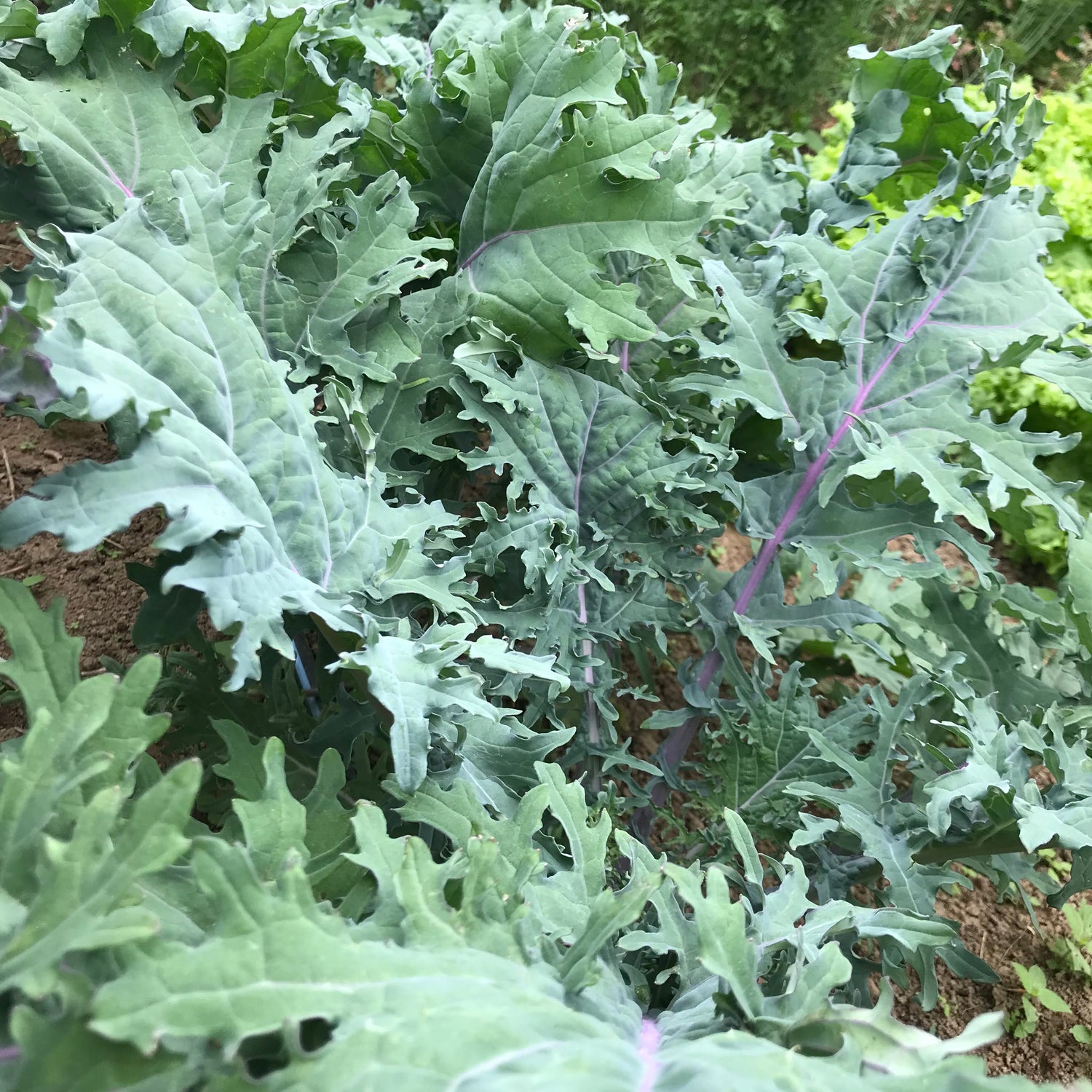 Ragged Jack Kale Seedlings