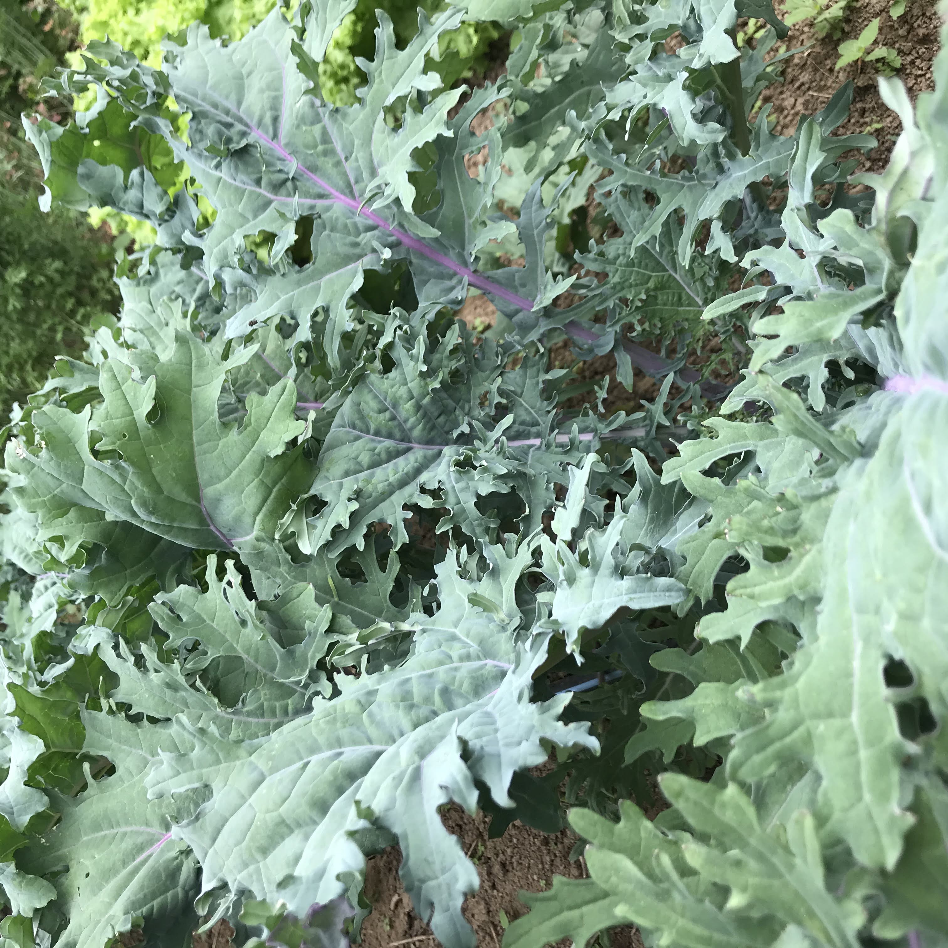 Ragged Jack Kale Seedlings