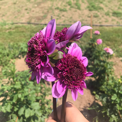 Blue Bayou Dahlia Tuber