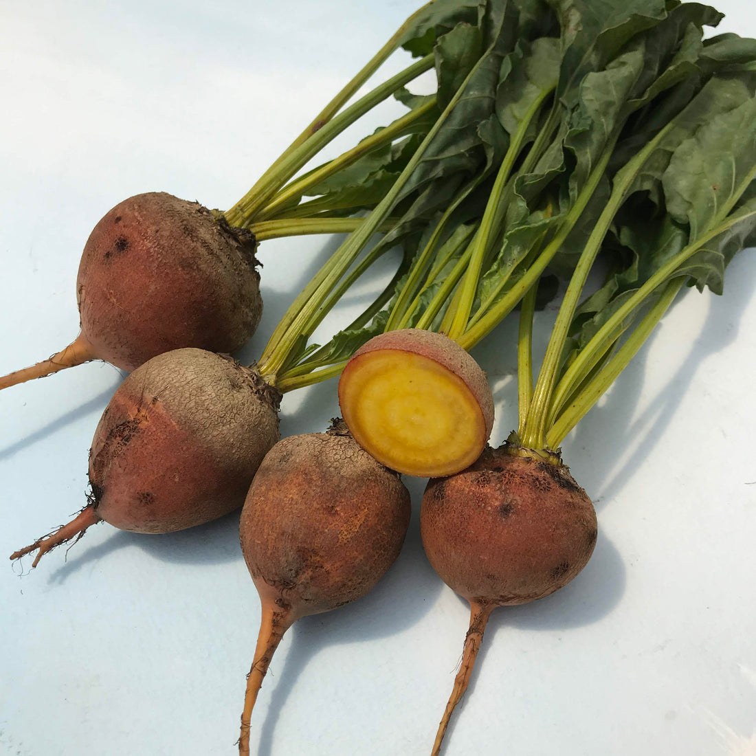 Touchstone Gold Beet Seedlings