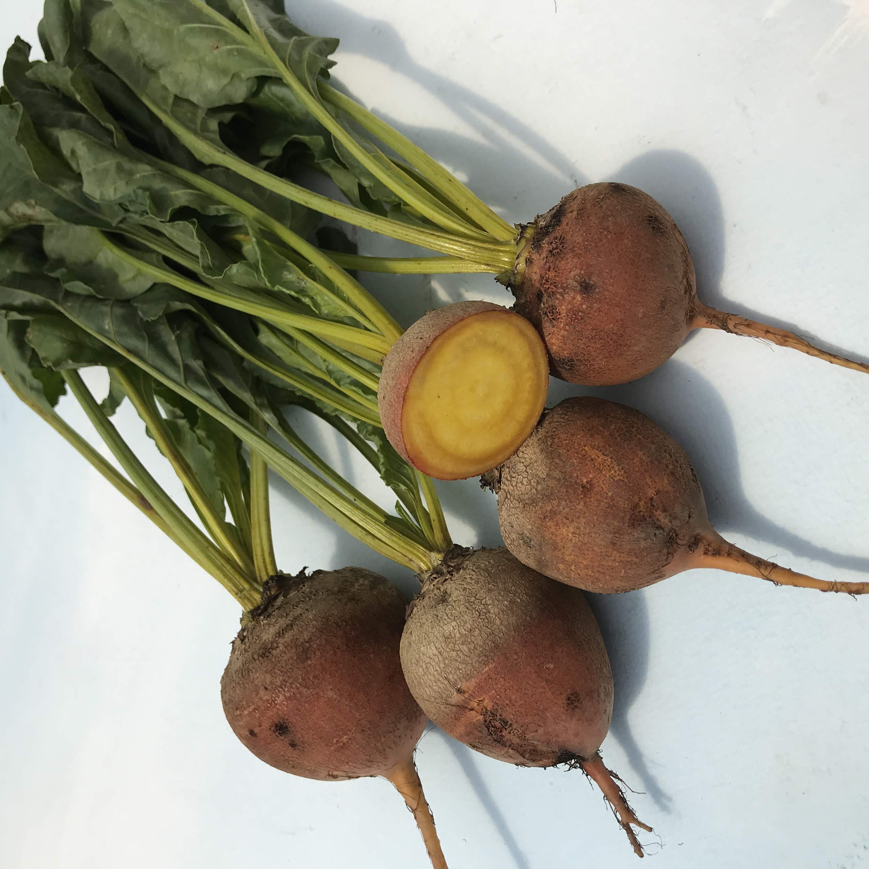 Touchstone Gold Beet Seedlings