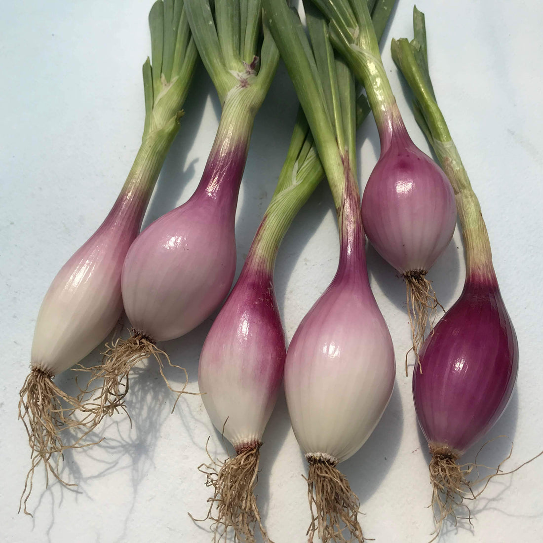 Red Long of Tropea Onion Seedlings