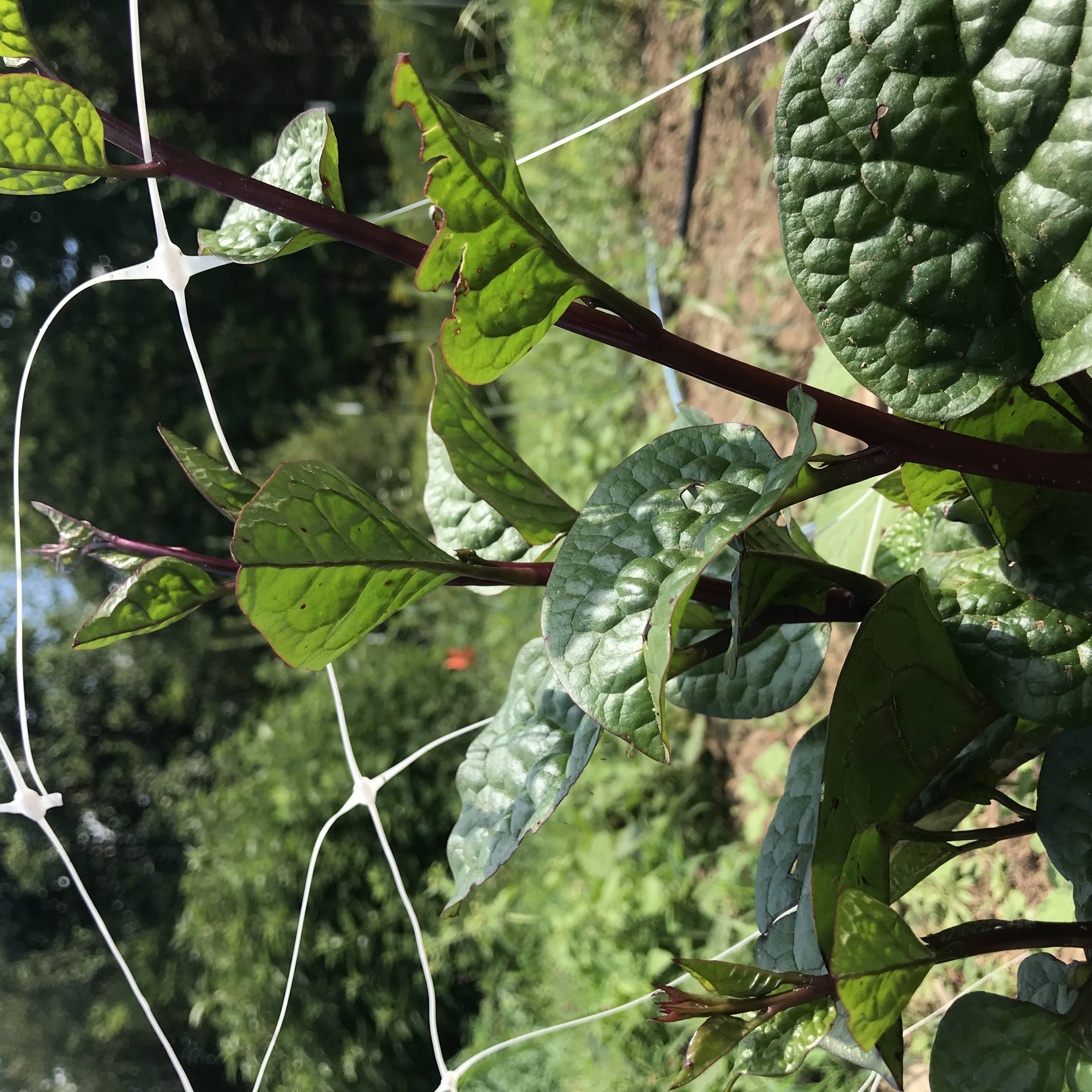 Red Malabar Spinach