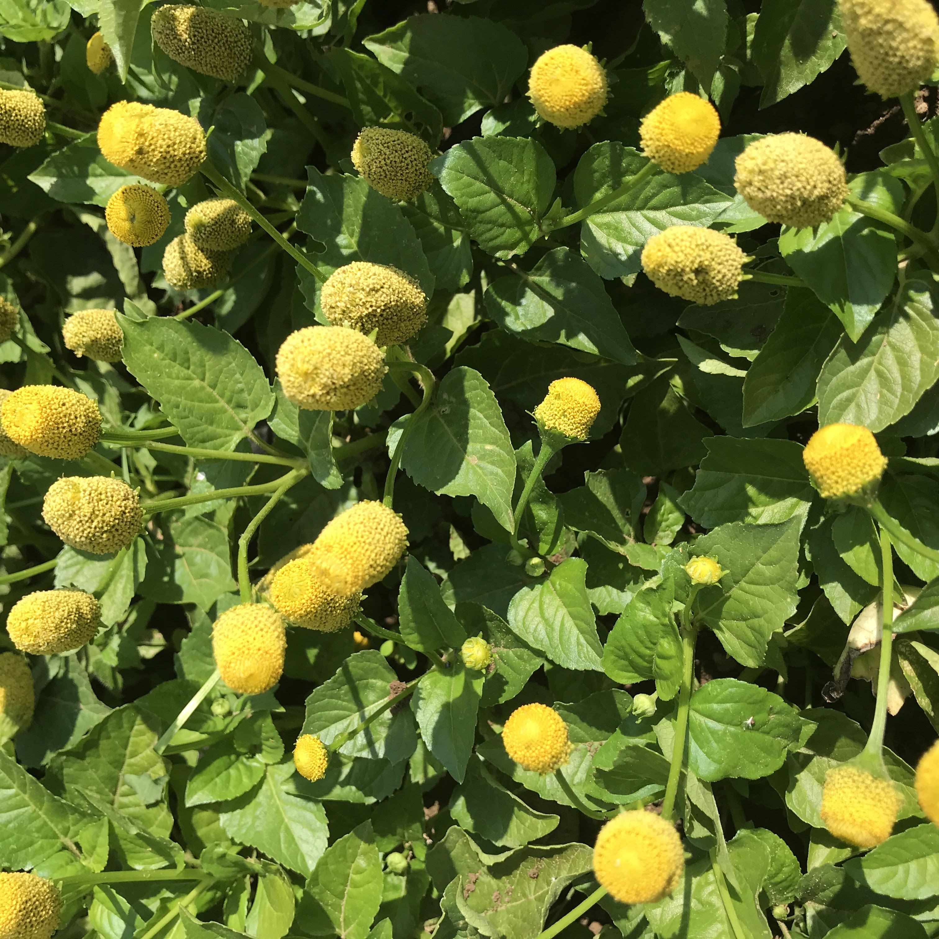 Spilanthes Seedlings