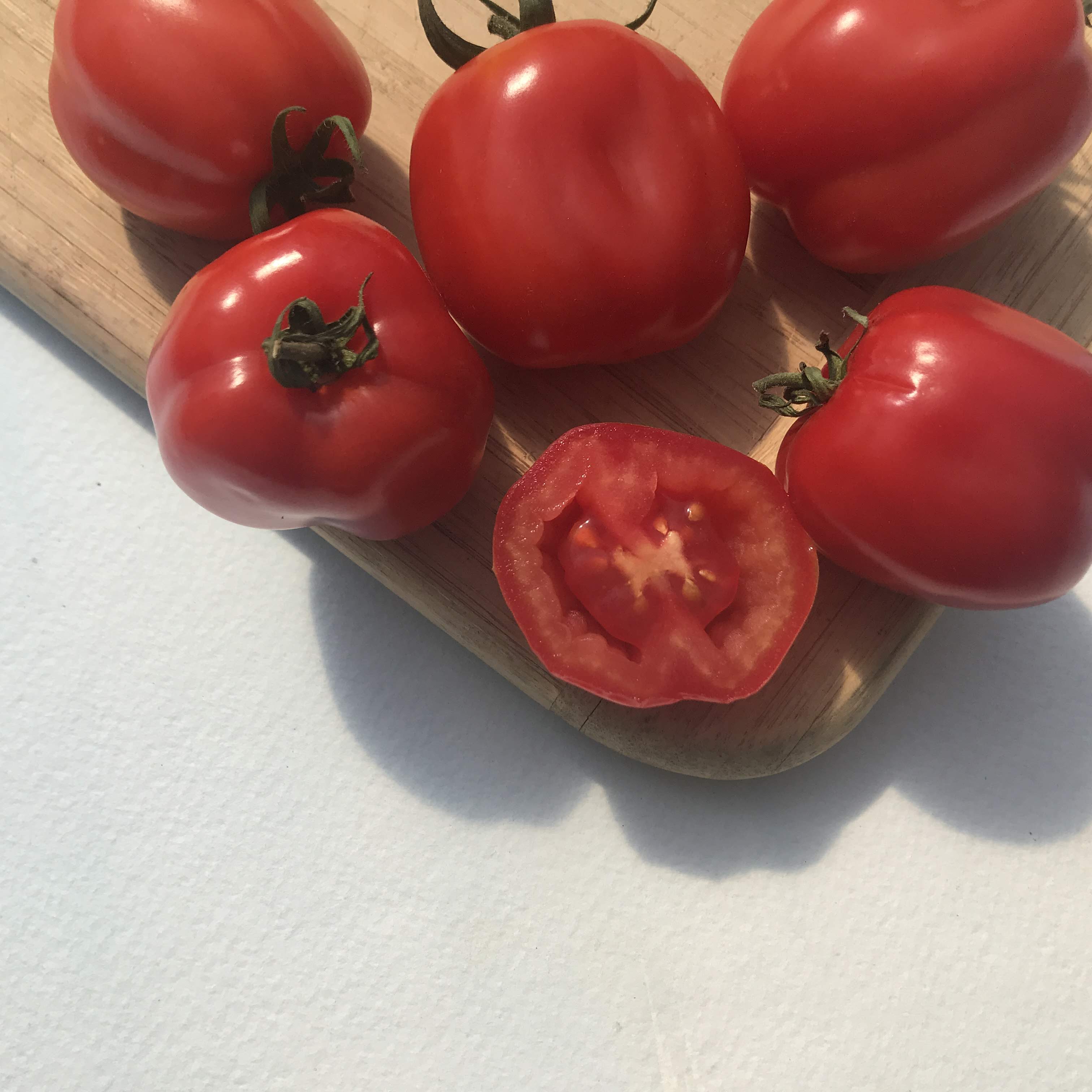 Aosta Valley Select Tomato Seedlings