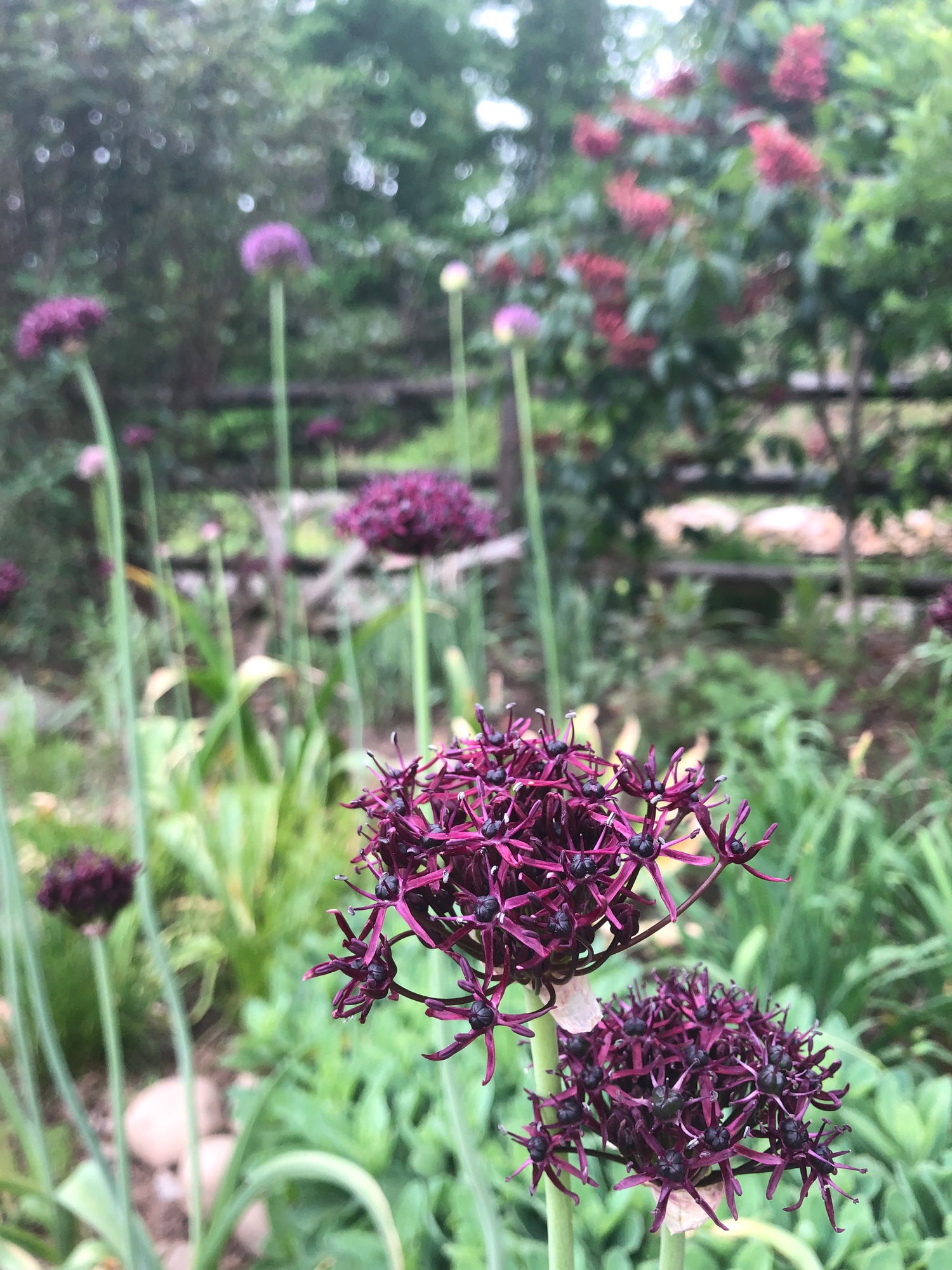 Allium atropurpureum