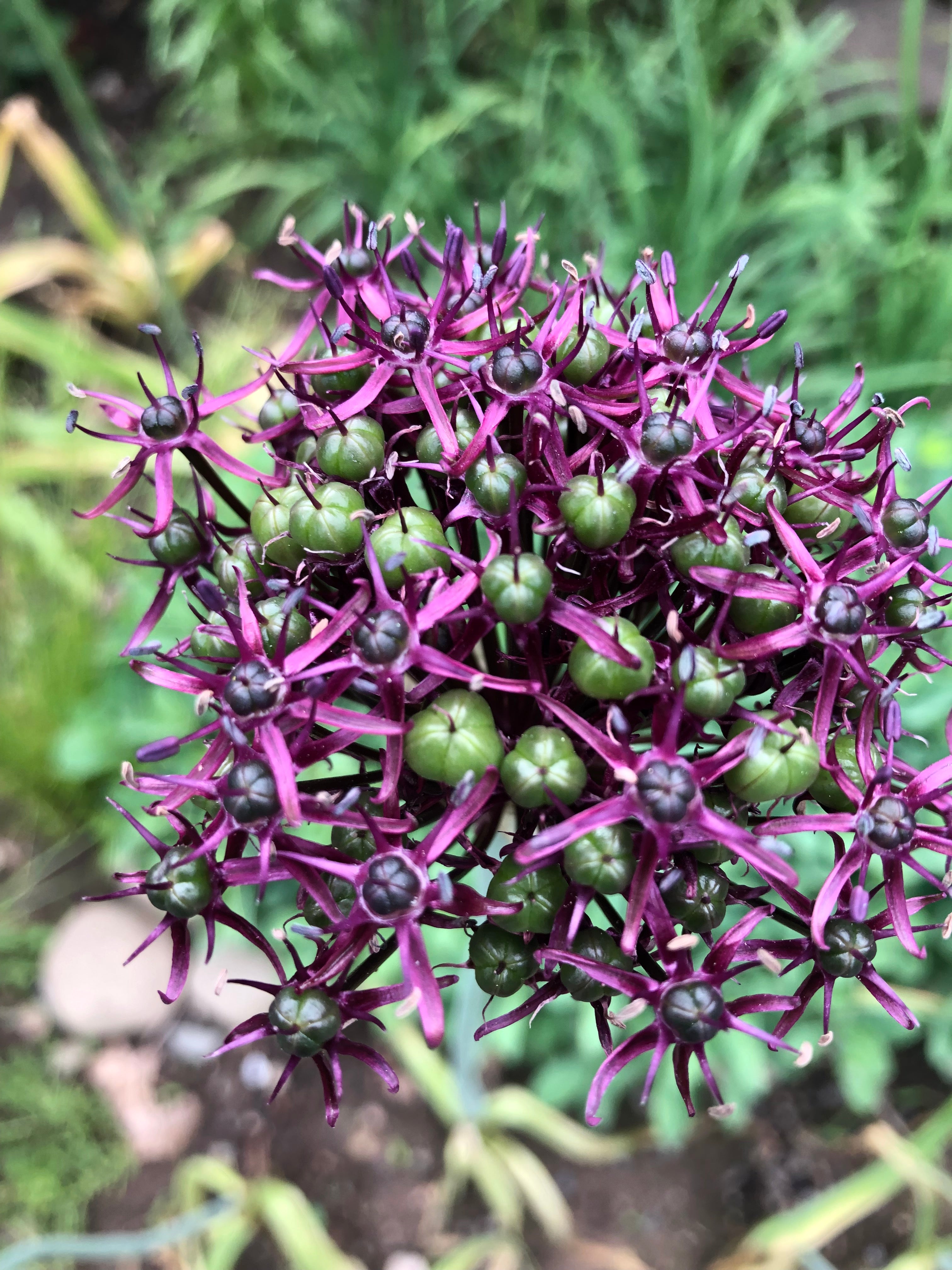 Allium atropurpureum