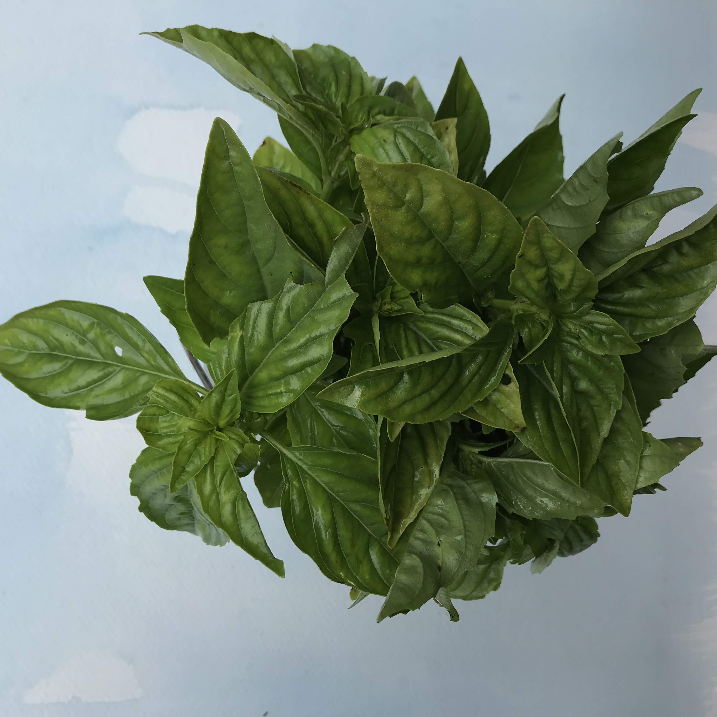 Italian Large Leaf Basil Seedlings