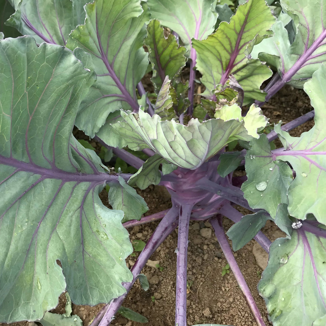 Purple Vienna Kohlrabi Seedlings