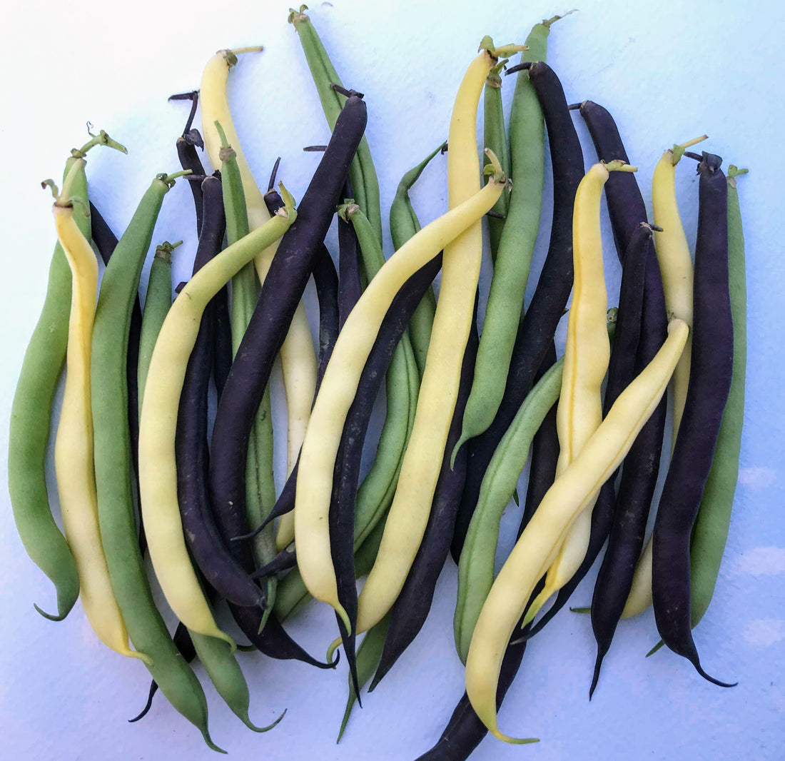 Tri-Color Bush Bean Blend