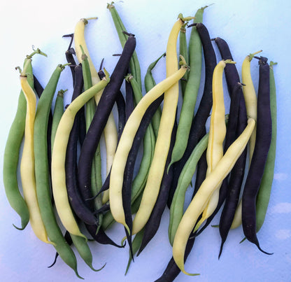 Tri-Color Bush Bean Blend