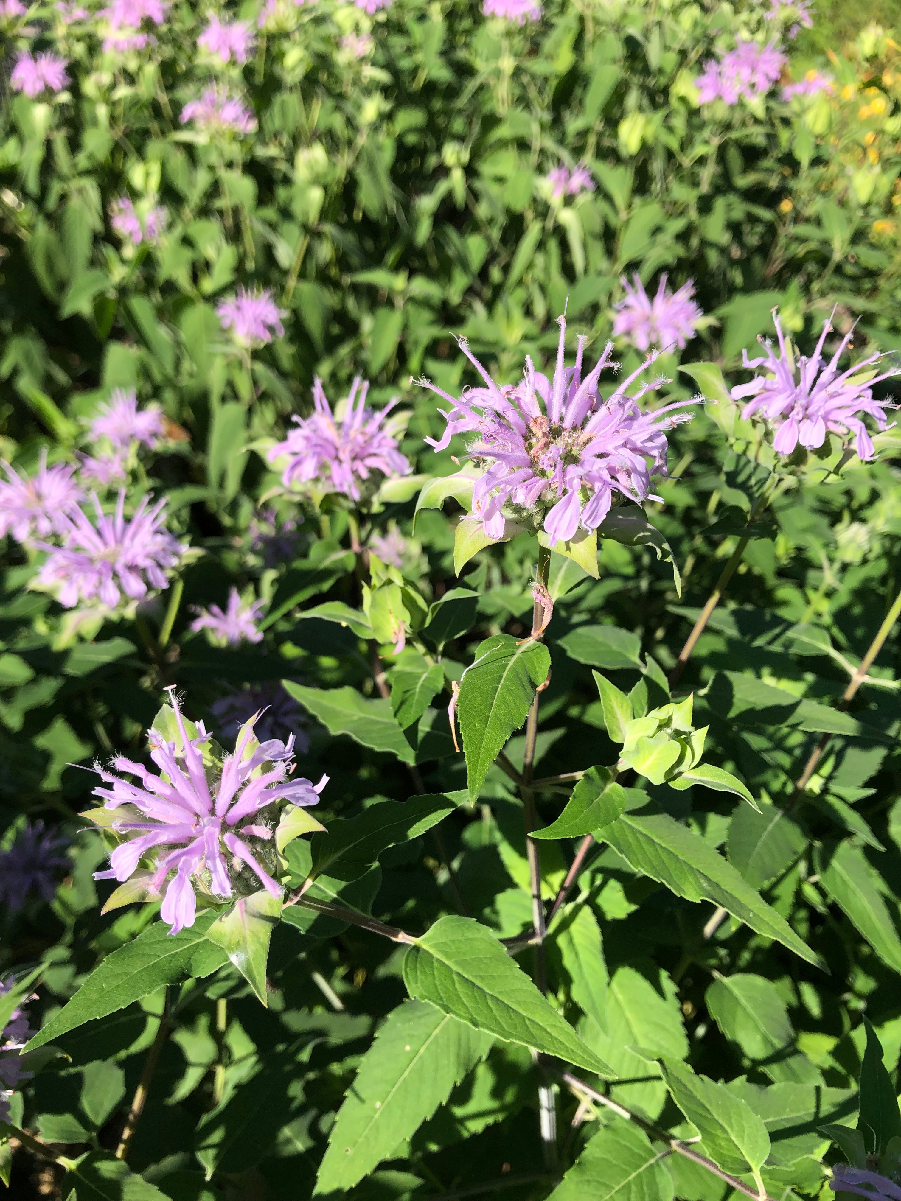 Wild Bergamot