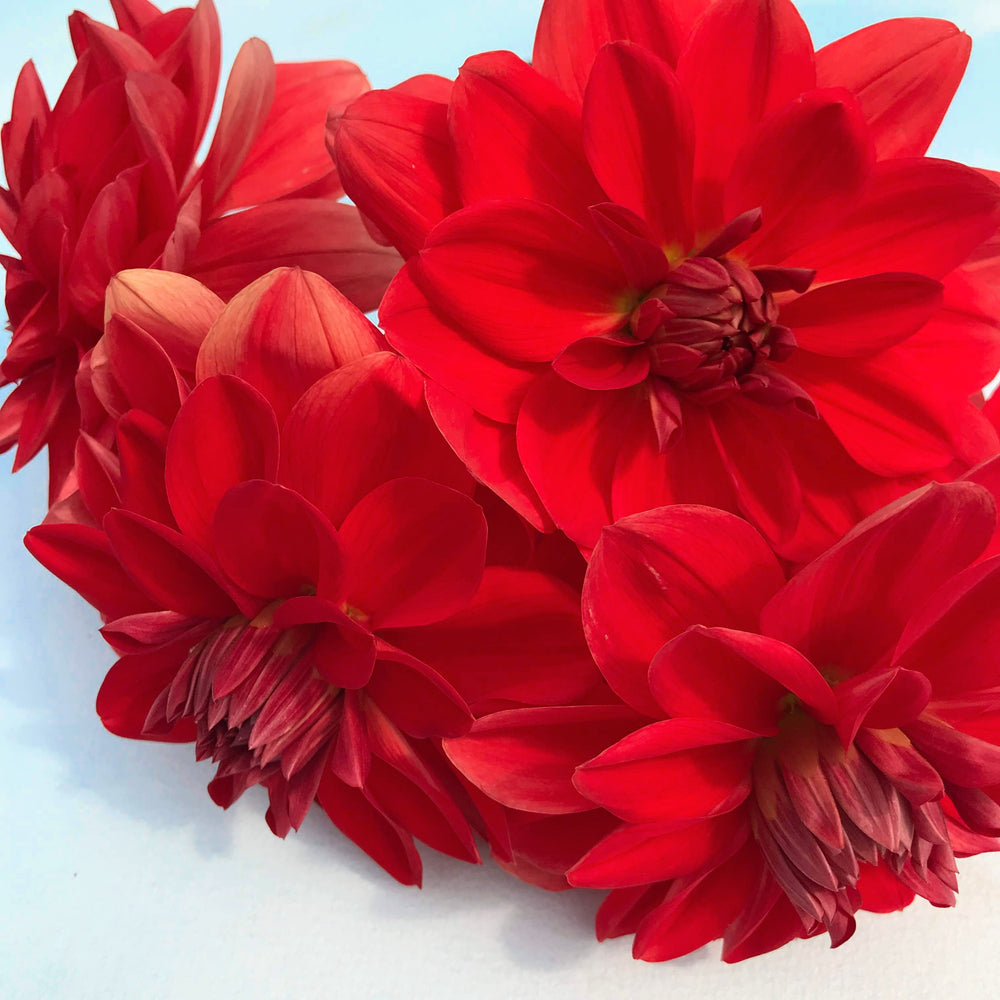 Patricia Ann’s Sunset Dahlia Tuber – Hudson Valley Seed Company