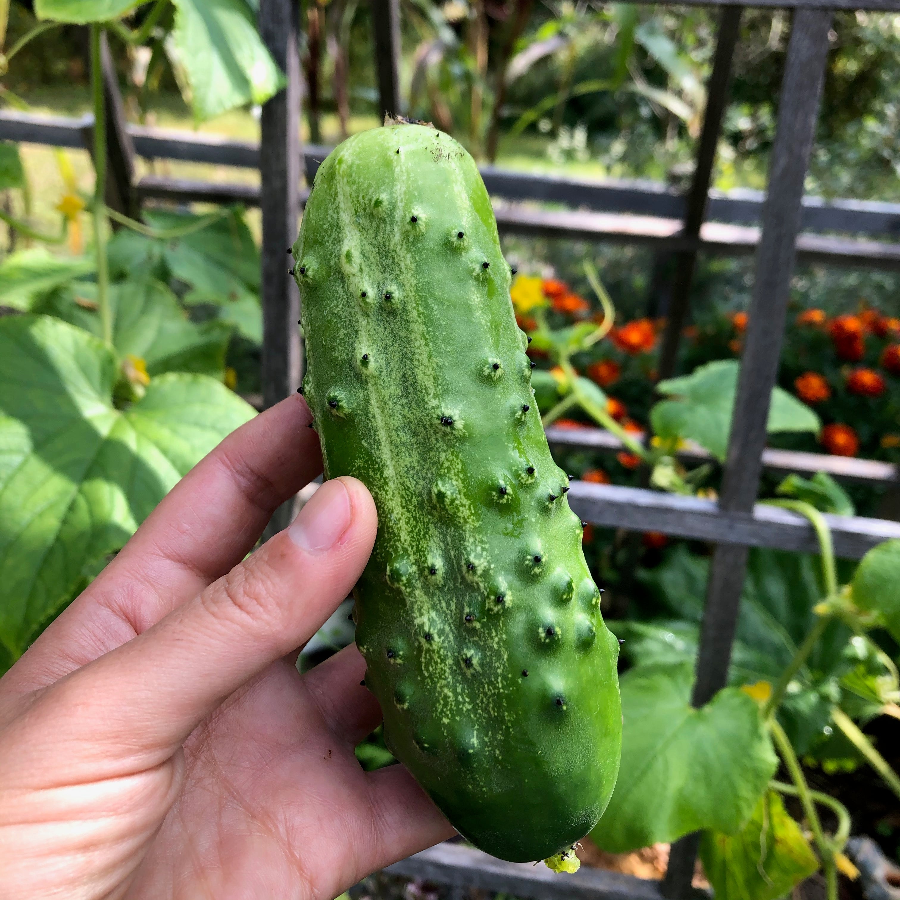 Homemade Pickles Cucumber