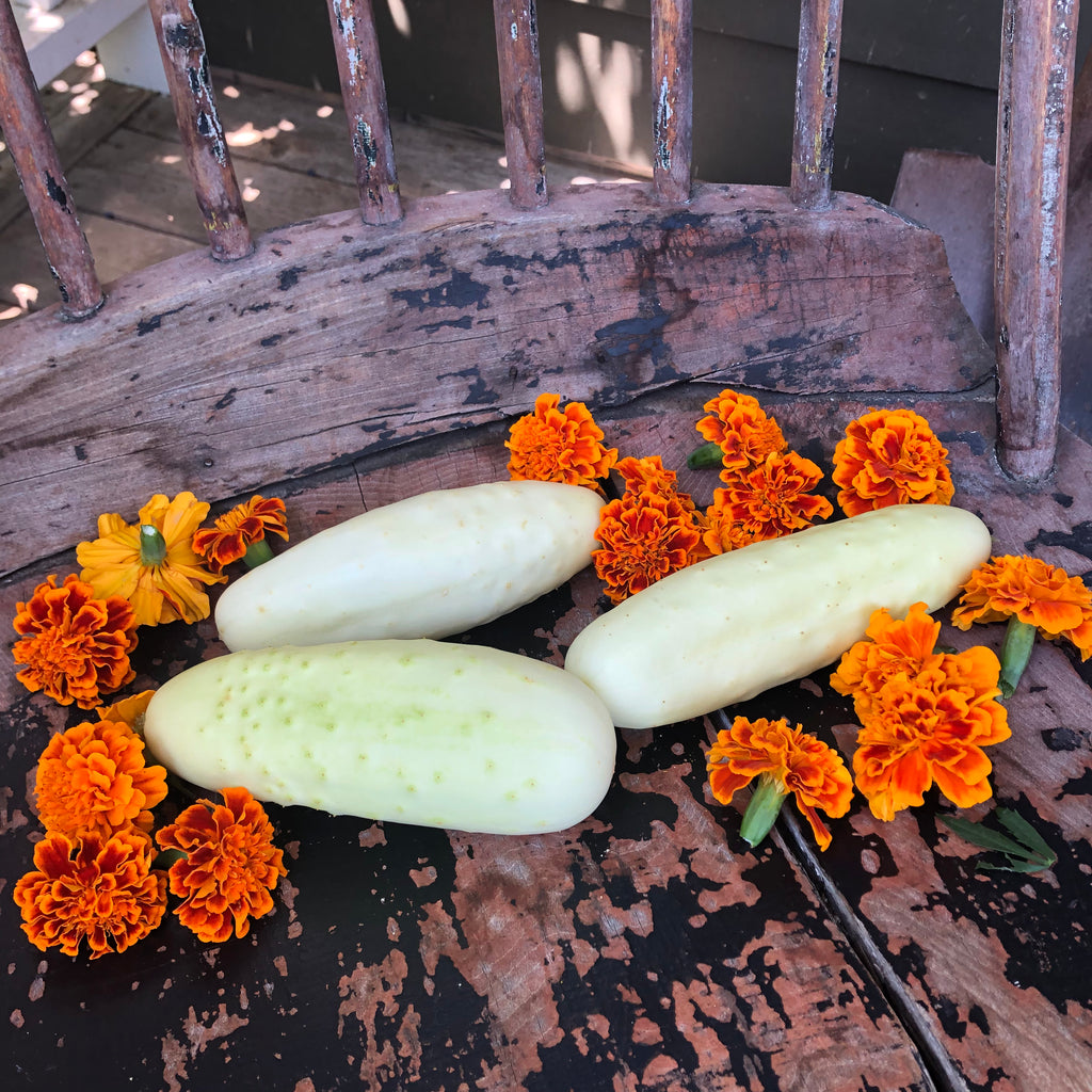 Slicing Cucumber Seeds - Organic Varieties