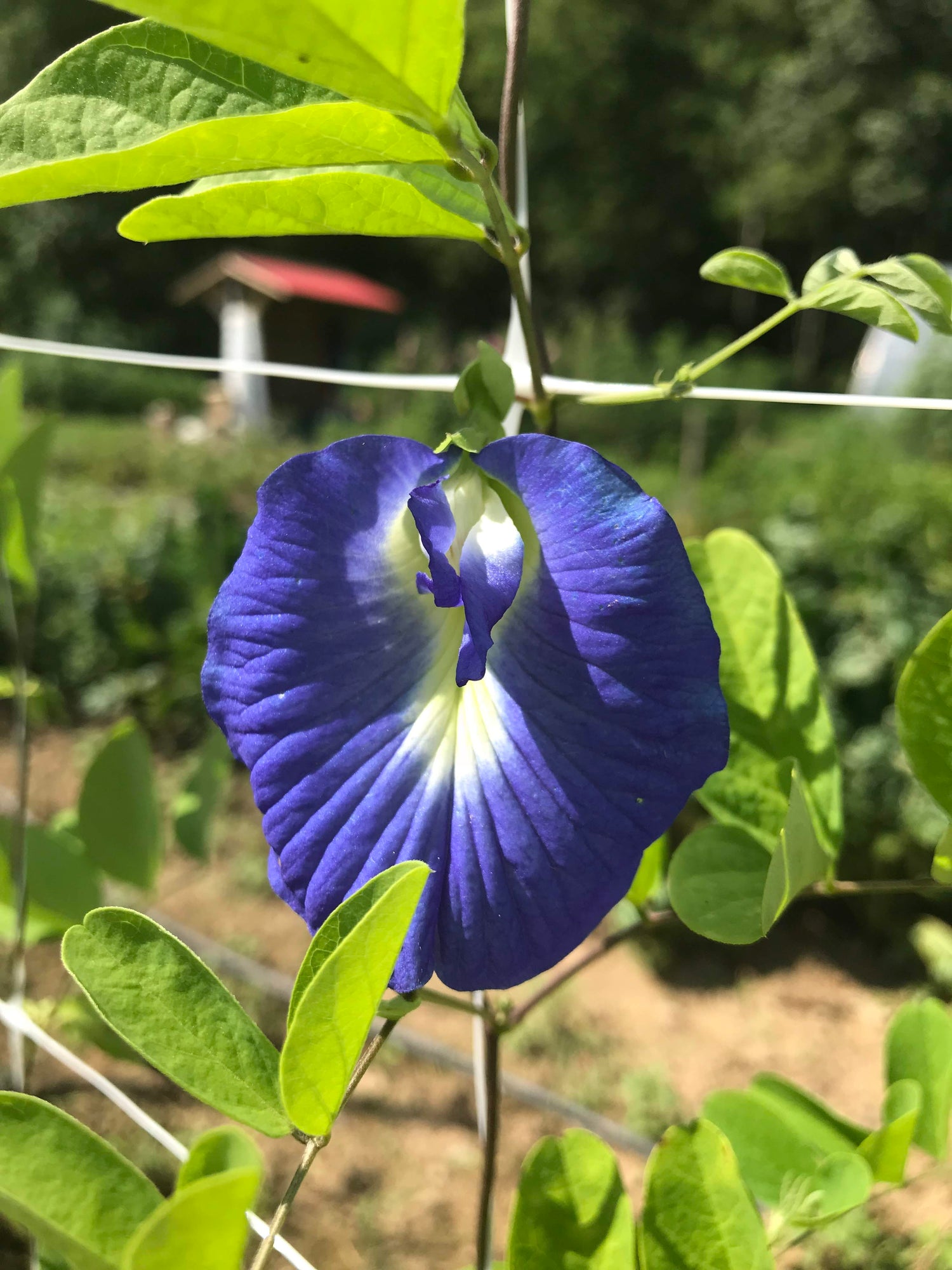 Butterfly Pea