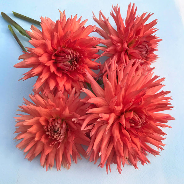 kat dahlia seeds Kabloom Dahlia Tuber
