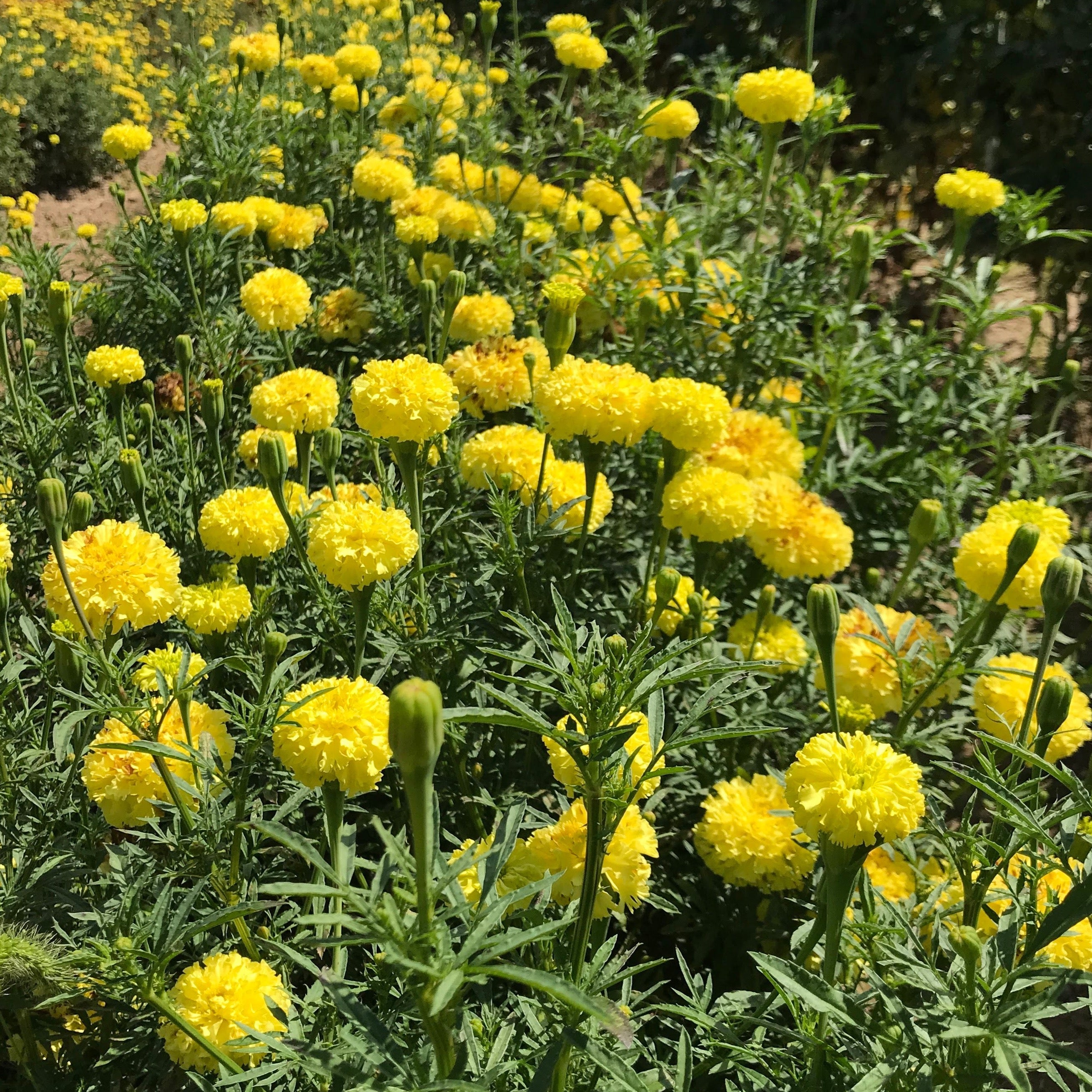 Senate House Marigold