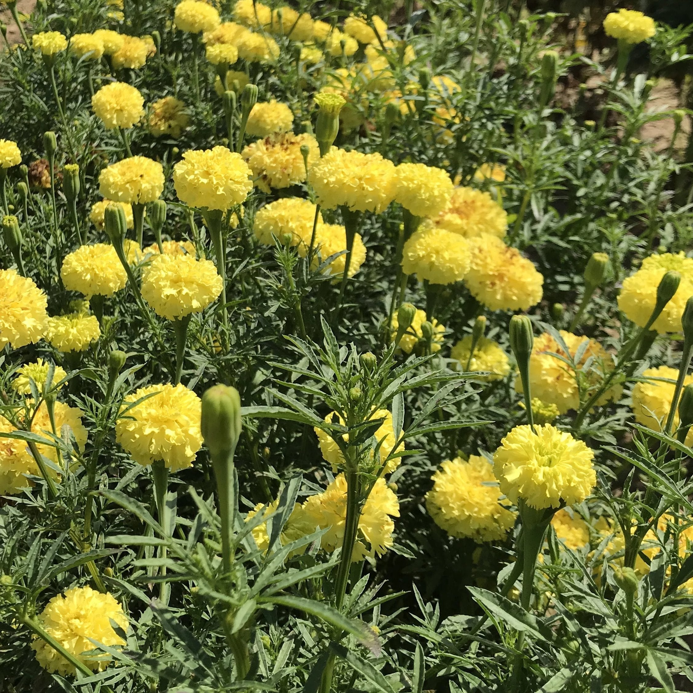 Senate House Marigold Seedlings