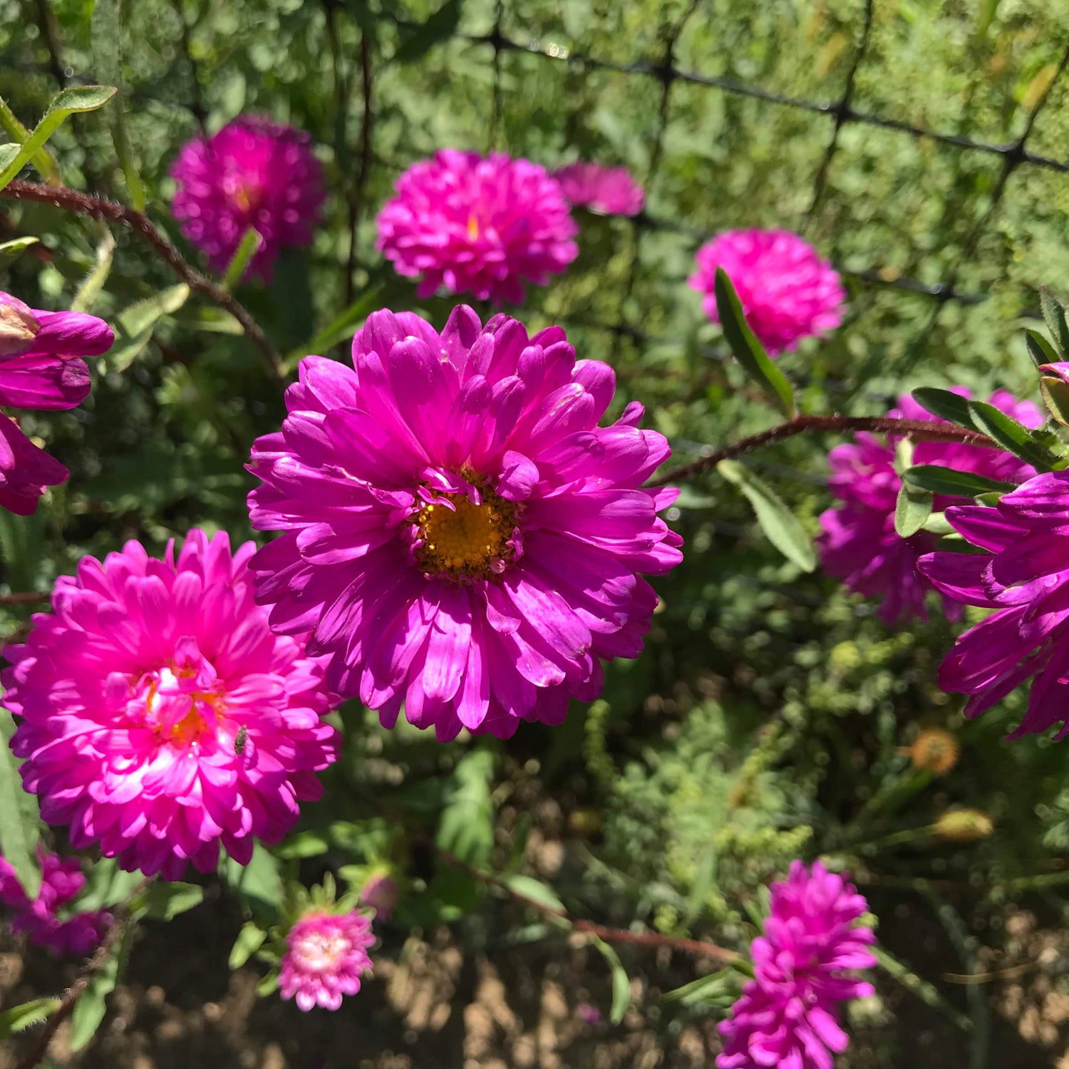 Powder Puff Aster Seedlings