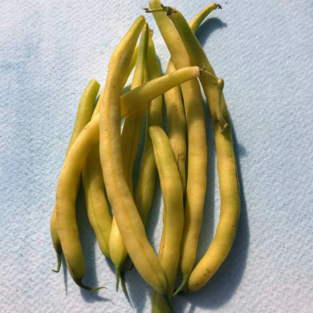 Gold Rush Yellow Wax Bean Organic Seeds Hudson Valley Seed Company