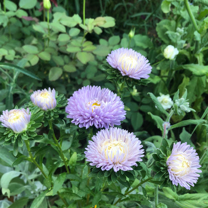 Moonstone Aster