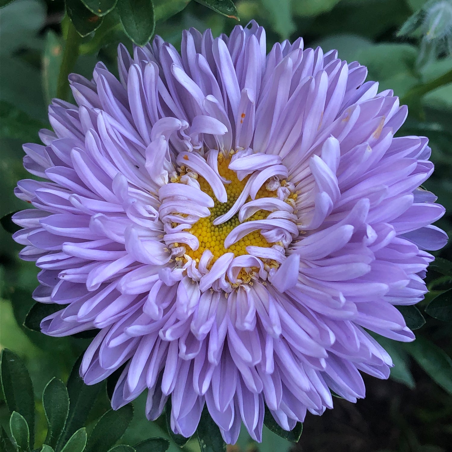 Moonstone Aster