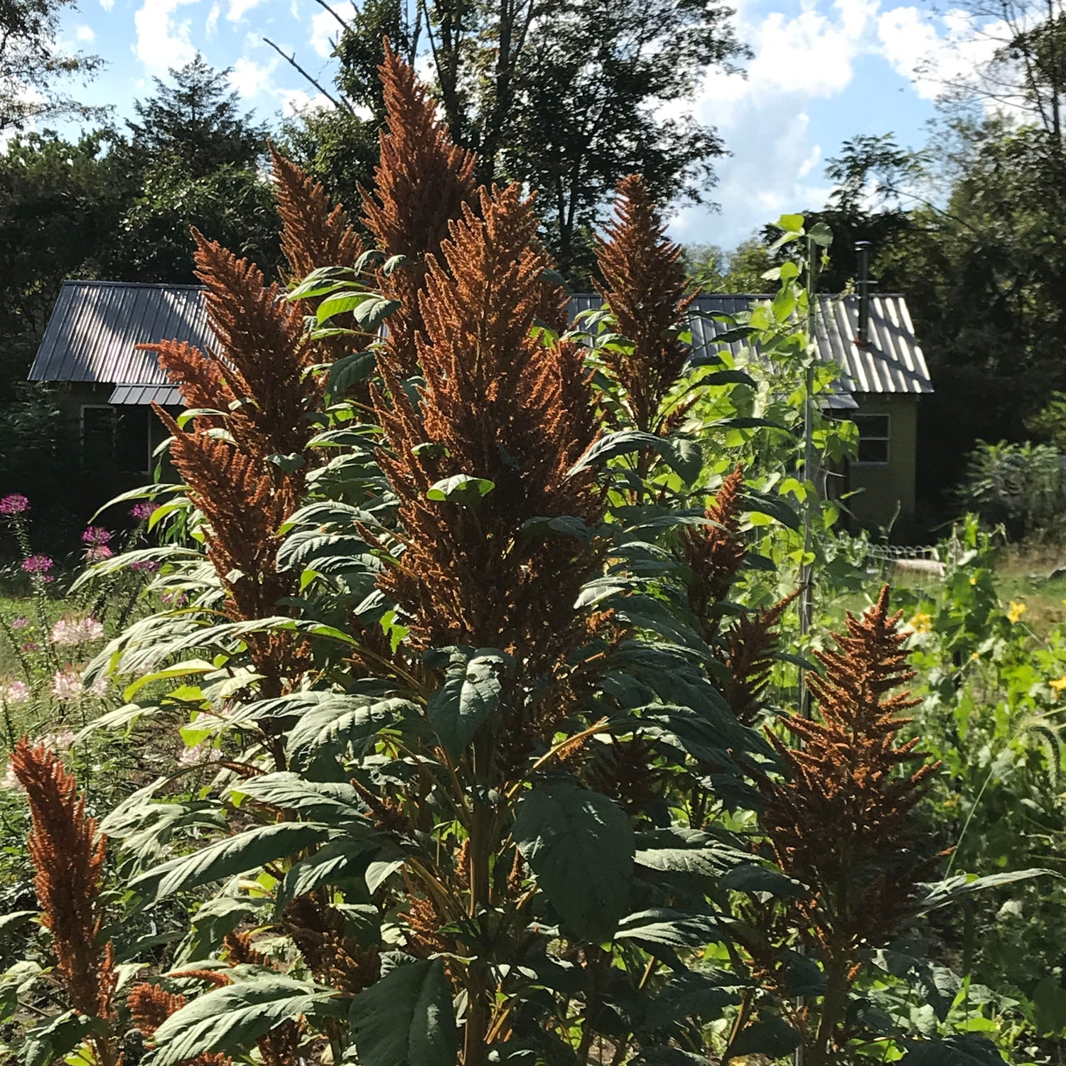 Golden Giant Amaranth