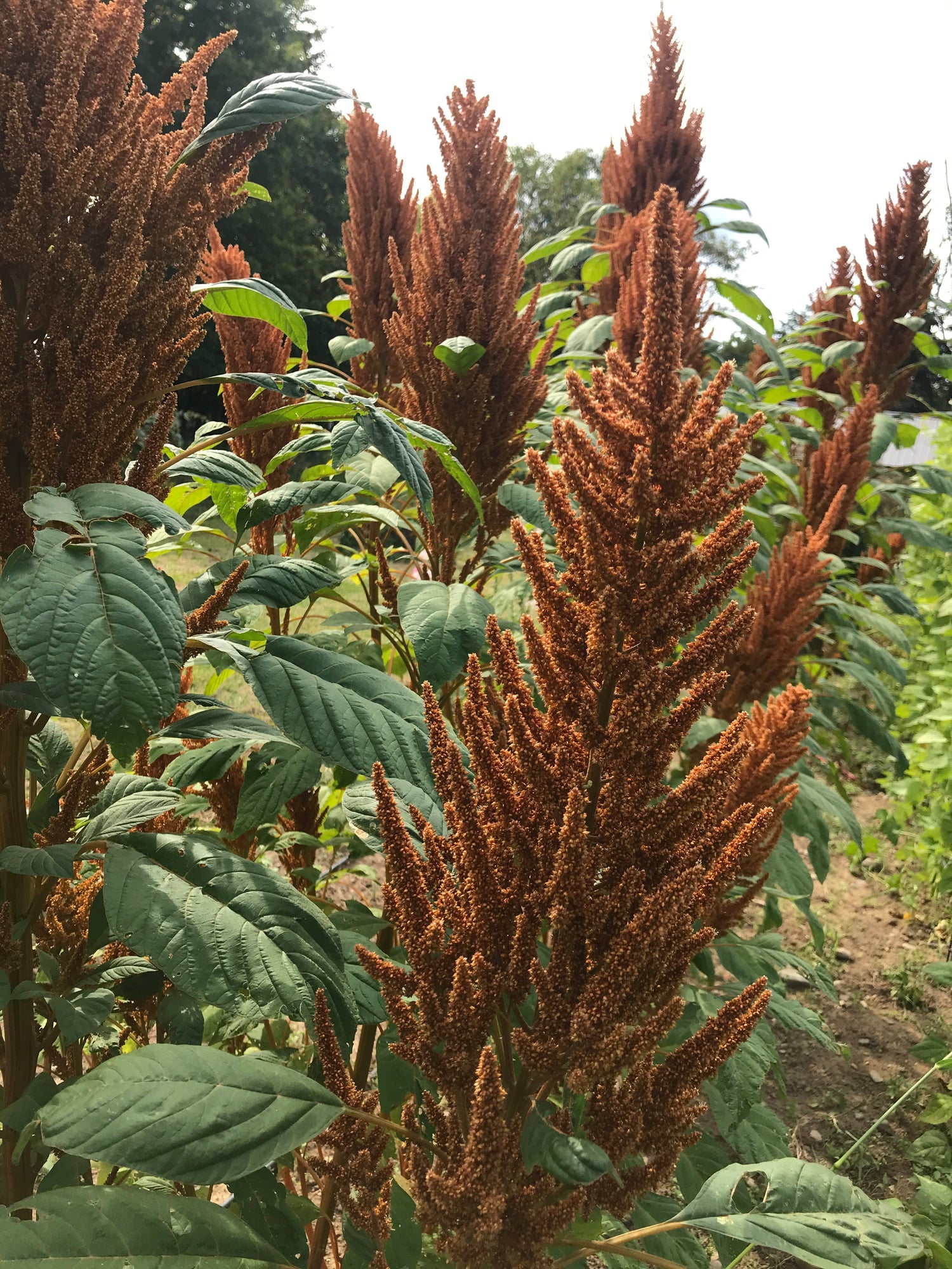 Golden Giant Amaranth