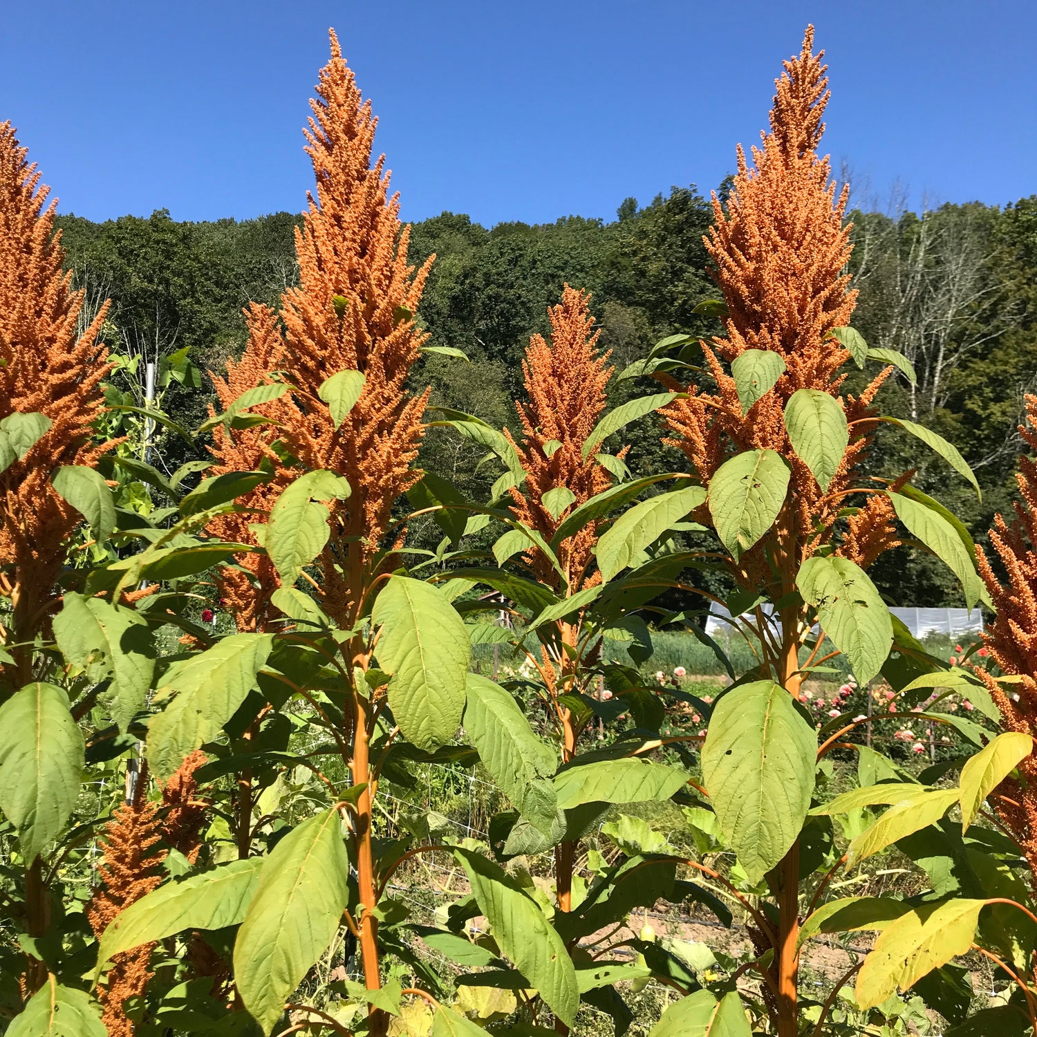 Golden Giant Amaranth