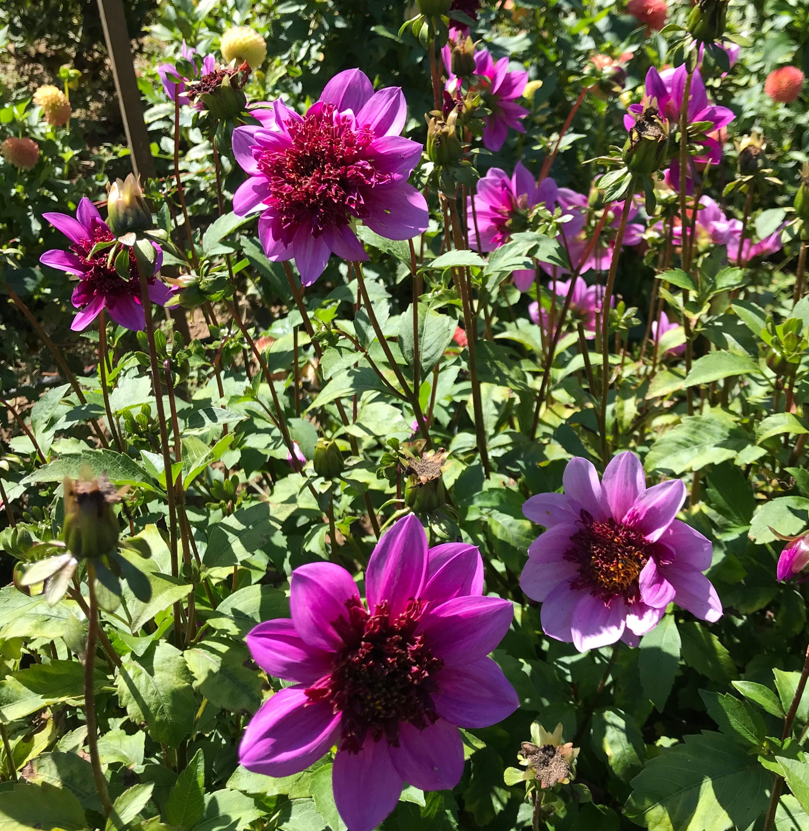 Blue Bayou Dahlia Tuber