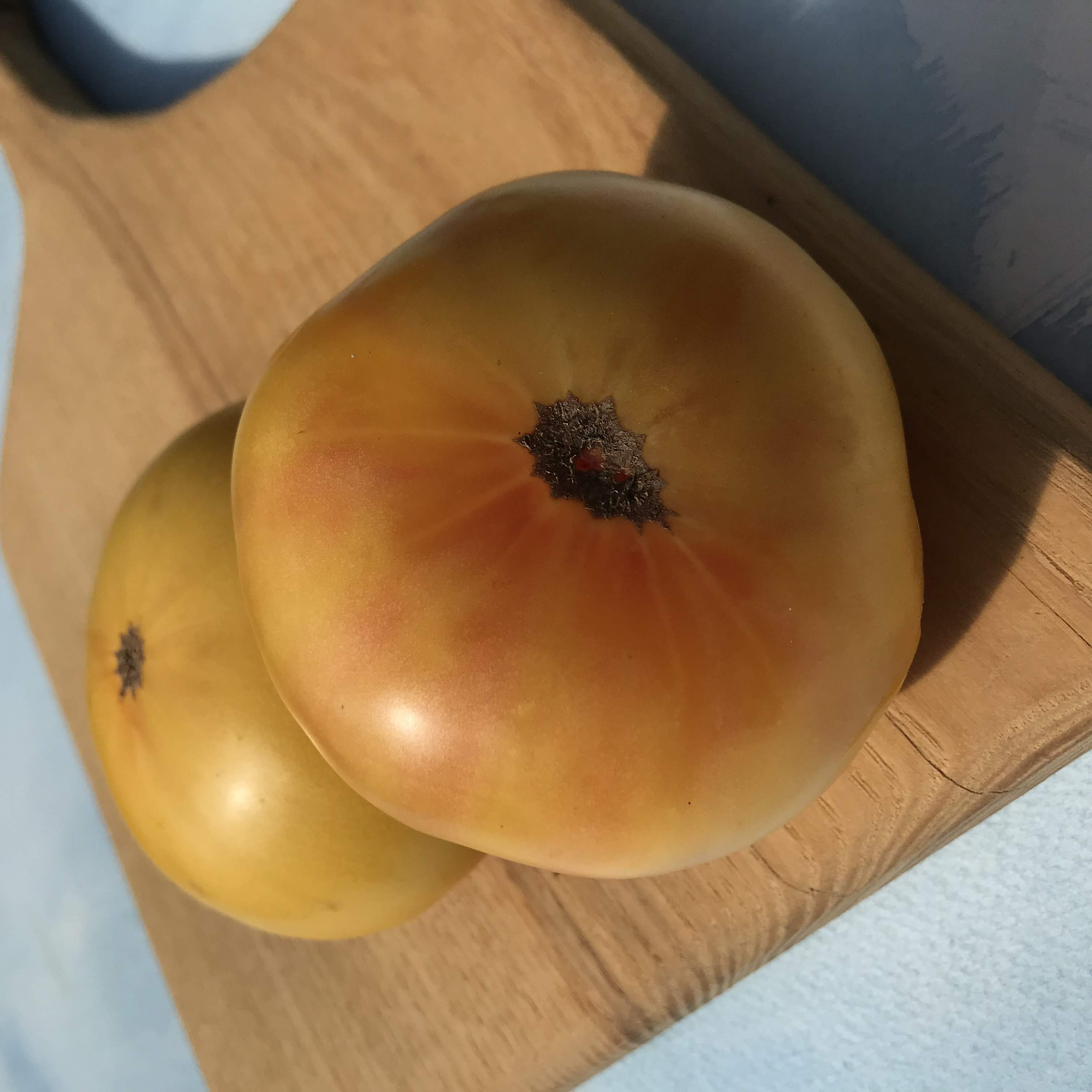 Summer Sunrise Tomato Seedlings