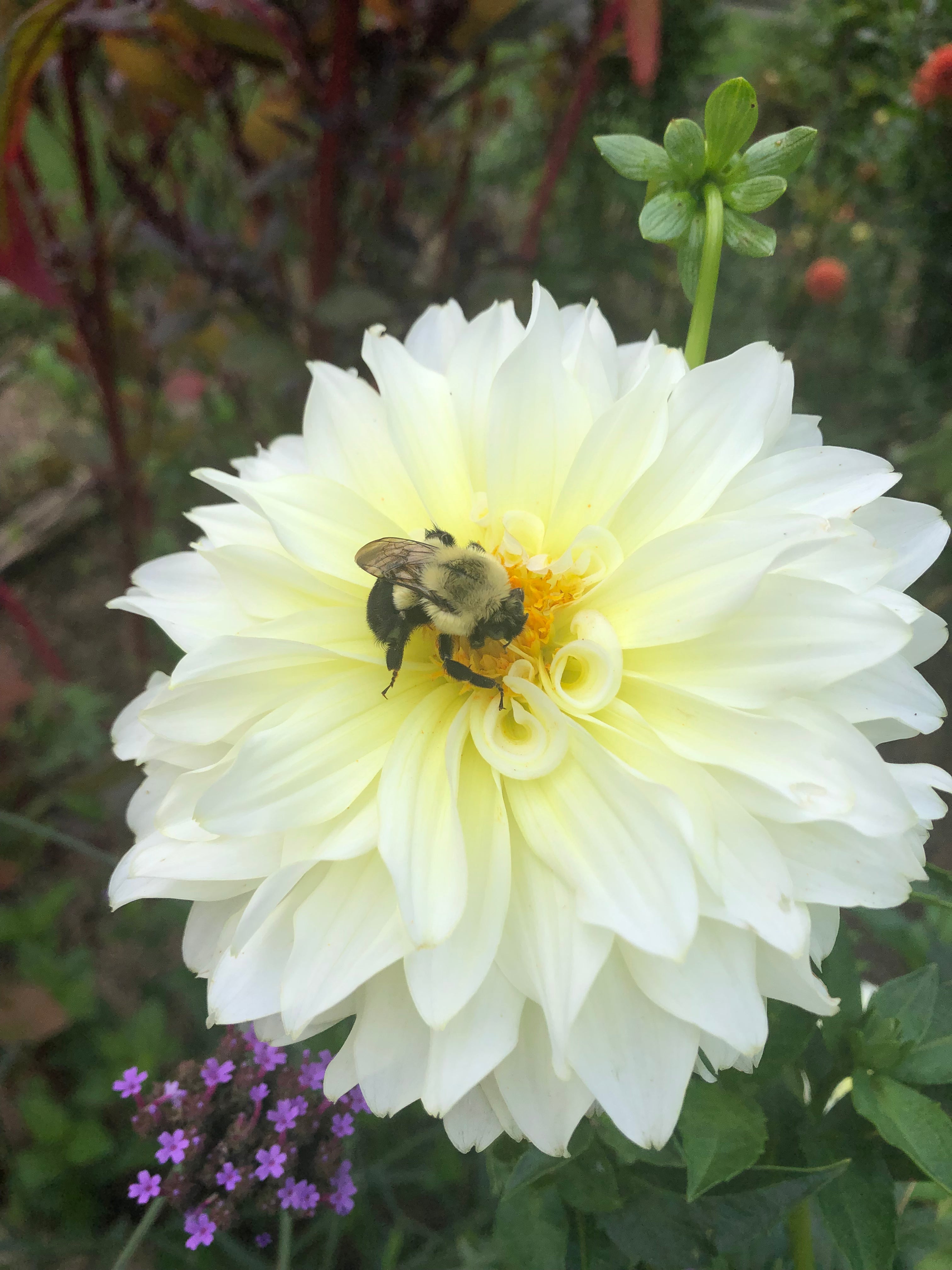 Parakeet Dahlia Tuber